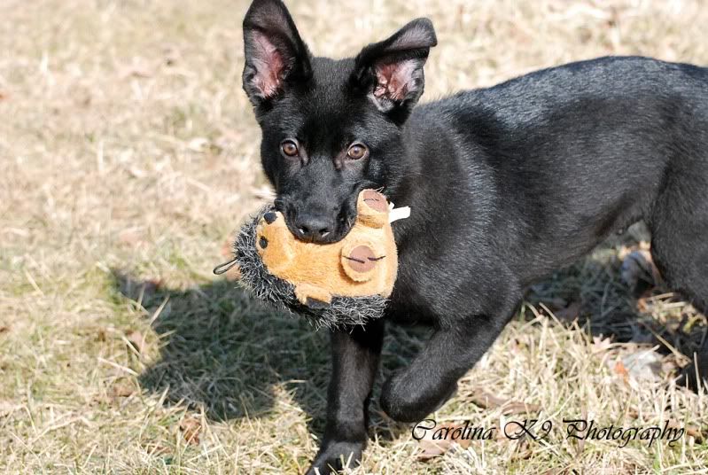 Duncan and the Groundhog | German Shepherds Forum